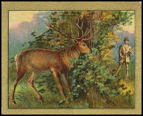 T57 58 The Deer And The Vine.jpg